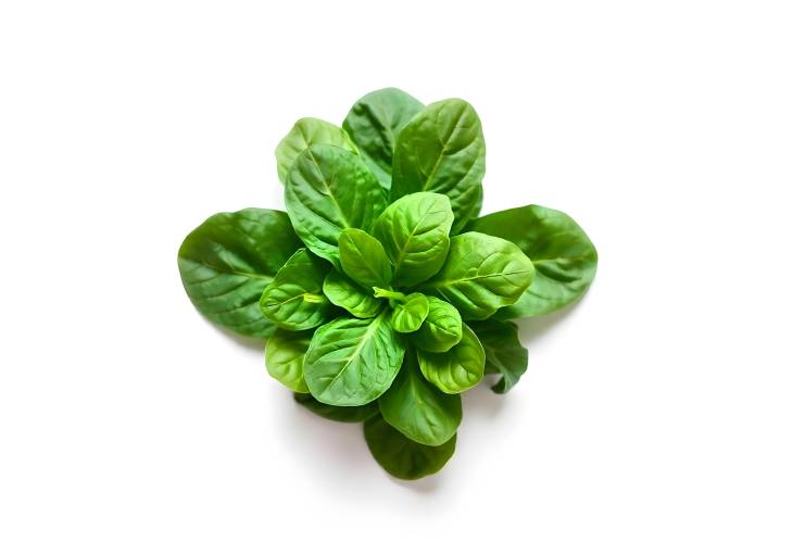 Spinach Leaves Natures Nutritional Gift